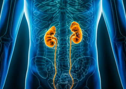 Kidneys